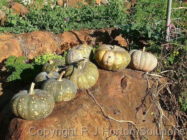 Pumpkins on rock